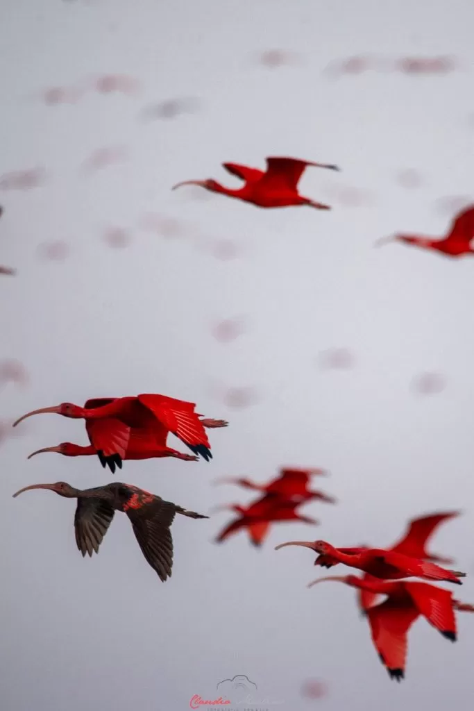 Visite personnalisée et partagée du delta de Parnaíba, où vous pourrez visiter les deux baies les plus célèbres en une journée (Canárias + Caju). Nous avons créé une expérience unique pour vous immerger dans la culture et la nature de la région